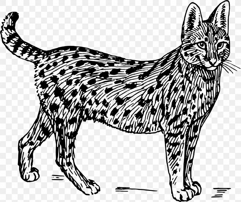 Wildcat Lion Serval Clip Art, PNG, 1963x1646px, Wildcat, Artwork, Asian, Big Cat, Black Download Free