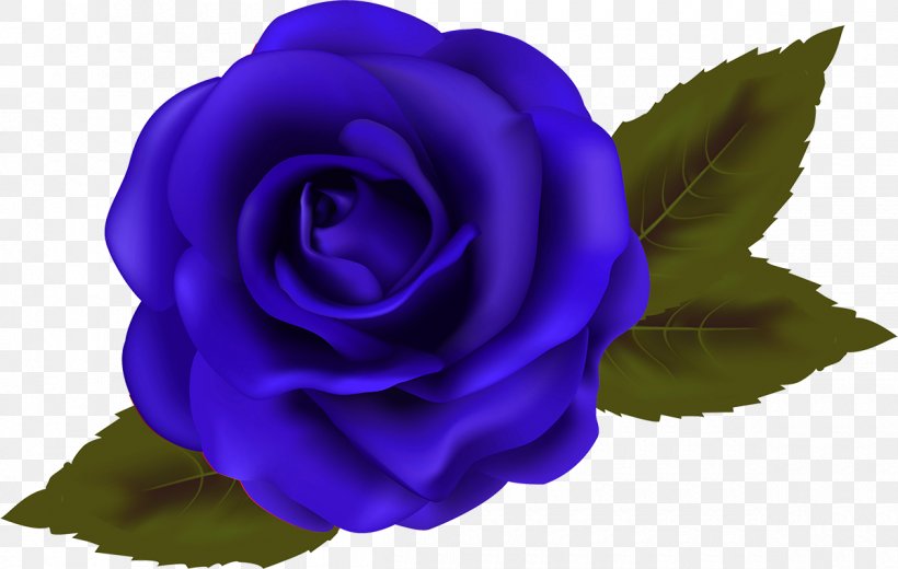 Blue Rose Garden Roses Beach Rose Centifolia Roses Flower, PNG, 1200x762px, Blue Rose, Beach Rose, Blue, Centifolia Roses, Cobalt Blue Download Free