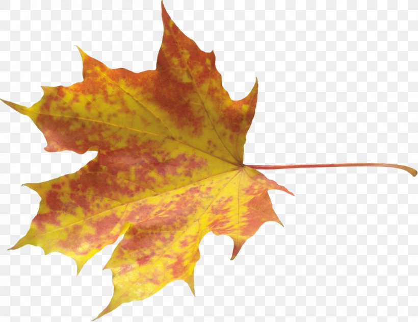 Clip Art Image Desktop Wallpaper Vector Graphics, PNG, 1200x924px, Leaf, Autumn, Autumn Leaf Color, Image Resolution, Maple Leaf Download Free