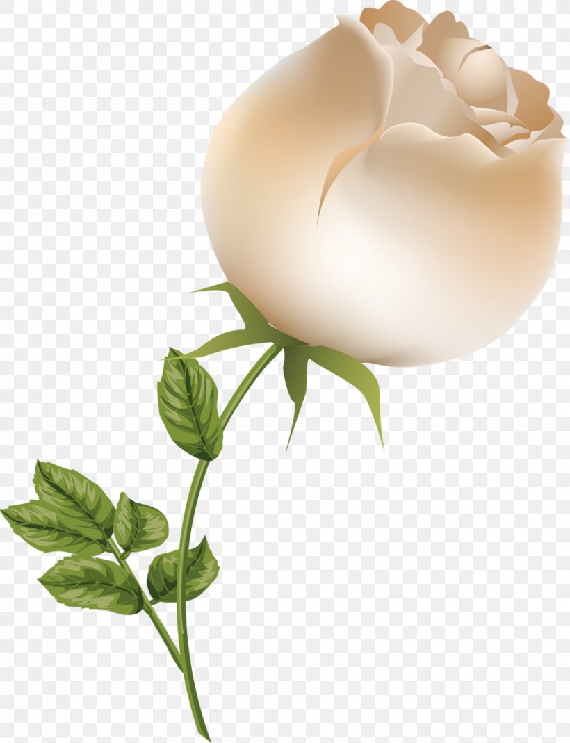 Pink Flower Cartoon, PNG, 981x1280px, Petal, Bud, Cabbage Rose, Flower, Flower Bouquet Download Free