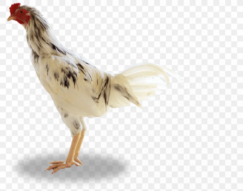 Rooster Ayam Kampong Broiler Livestock Sumber Unggas, PNG, 868x684px, Rooster, Agriculture, Animal Husbandry, Ayam Kampong, Banjar Download Free