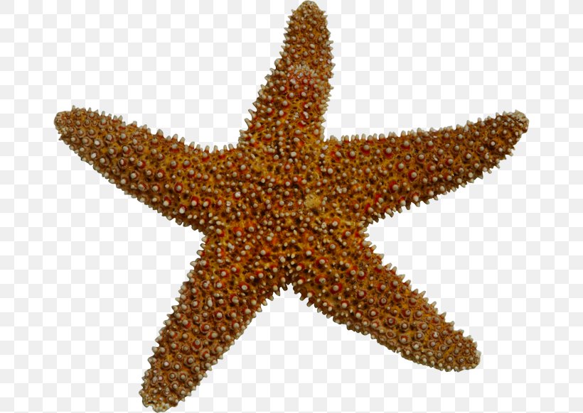 Starfish Sea Invertebrate Clip Art, PNG, 670x582px, Starfish, Chemical Element, Depositfiles, Digital Image, Echinoderm Download Free