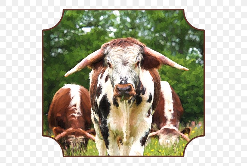 Texas Longhorn Dairy Cattle English Longhorn Art Goat, PNG, 600x551px, Texas Longhorn, Art, Artist, Cattle, Cattle Like Mammal Download Free