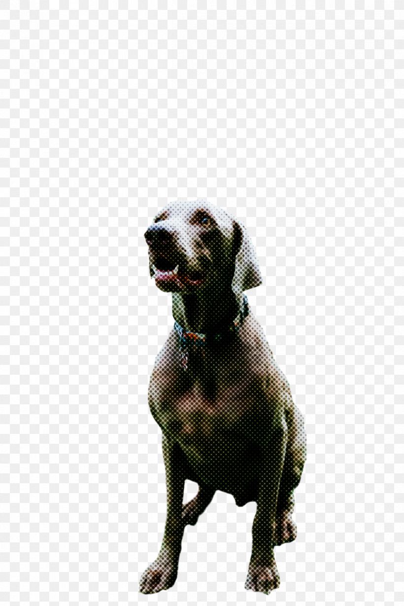 Weimaraner Snout Breed Crossbreed, PNG, 1200x1799px, Weimaraner, Biology, Breed, Crossbreed, Dog Download Free