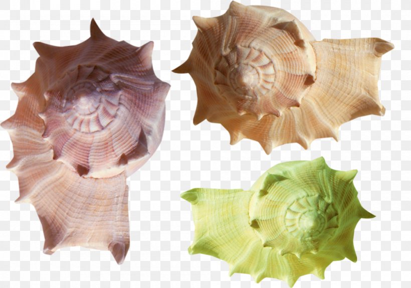 Seashell Conch Clip Art, PNG, 1000x700px, Seashell, Beach, Conch, Flower, Image File Formats Download Free