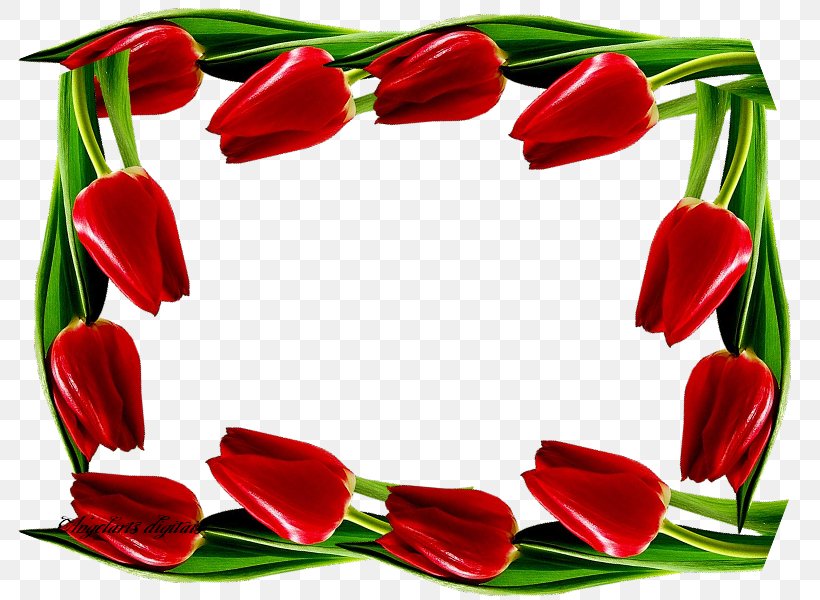 Tulip Floral Design Cut Flowers Flower Bouquet, PNG, 800x600px, Tulip, Cut Flowers, Floral Design, Floristry, Flower Download Free
