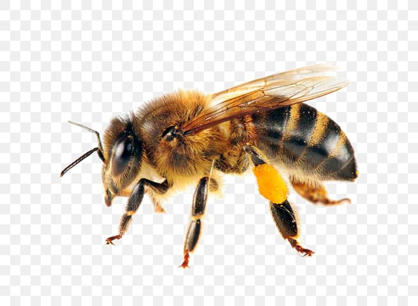 Western Honey Bee Swarming Honey Bee Life Cycle Pollinator, PNG, 600x600px, Bee, Arthropod, Bee Removal, Beehive, Beekeeping Download Free