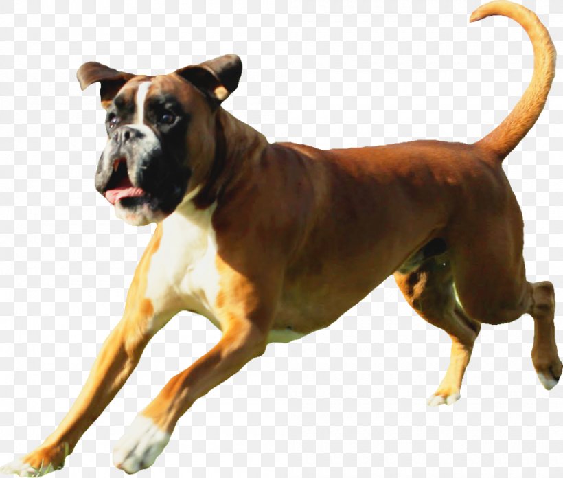 Dog Breed Boxer Allergy Atopy Demodex, PNG, 1000x849px, Dog Breed, Allergy, Alopecia Areata, Atopy, Bizkarroi Download Free