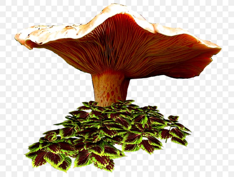 Drawing Fungus Blog Autumn, PNG, 800x620px, Drawing, Autumn, Blog, Cartoon, Edible Mushroom Download Free