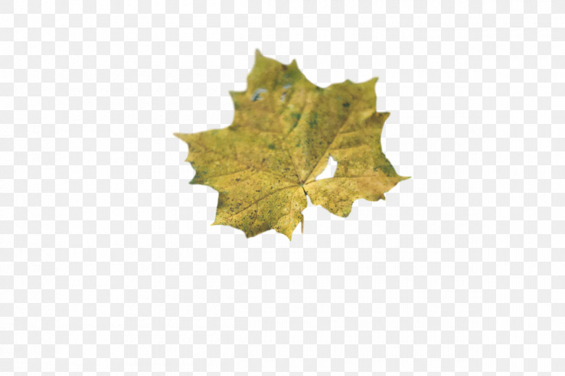 Leaf Maple Leaf / M M-tree Tree Biology, PNG, 1200x800px, Leaf, Biology, Maple Leaf M, Mtree, Plant Structure Download Free