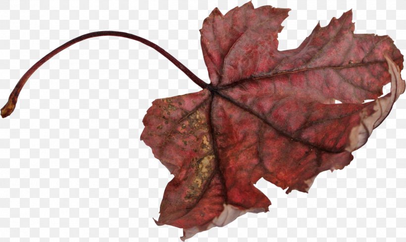 Maple Leaf After The Ball Clip Art, PNG, 2523x1506px, Leaf, Ansichtkaart, Author, Autumn, Black Maple Download Free