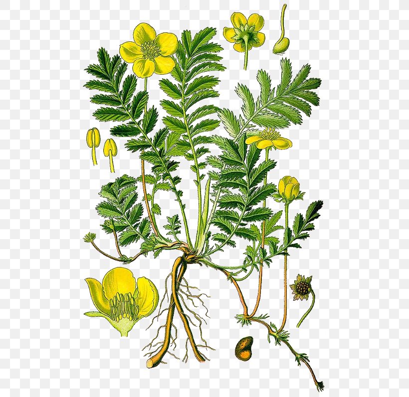 Silverweed Plant Shrubby Cinquefoil Herb Botanical Illustration, PNG, 500x797px, Silverweed, Argentina, Botanical Illustration, Botany, Branch Download Free