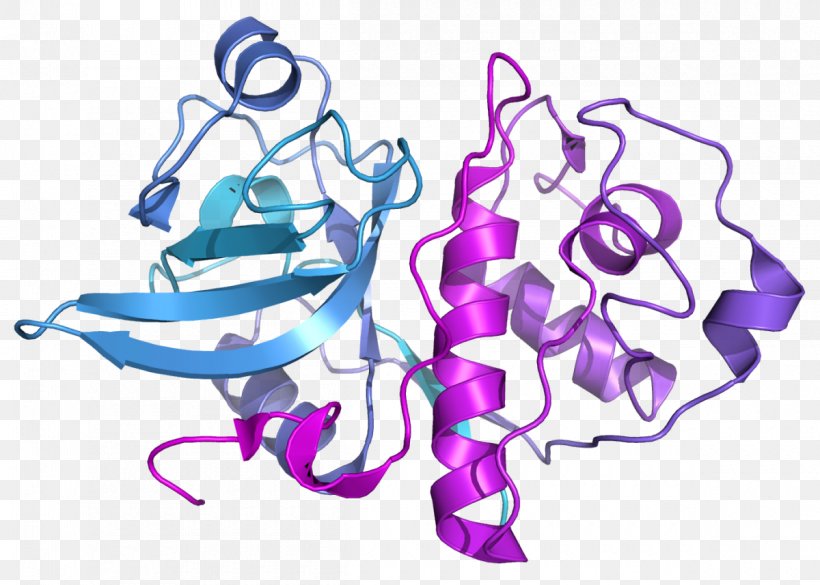 Actinidain Bromelain Papain Enzyme Cysteine Protease, PNG, 1200x857px, Watercolor, Cartoon, Flower, Frame, Heart Download Free