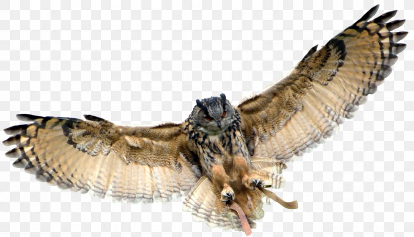 Baby Owls Bird Great Horned Owl, PNG, 1024x588px, Owl, Baby Owls, Beak, Bird, Bird Of Prey Download Free