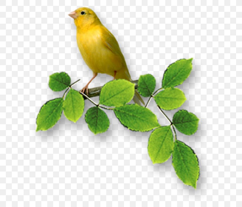 Bird Wish Anniversary, PNG, 700x700px, Bird, Anniversary, Beak, Birthday, Branch Download Free