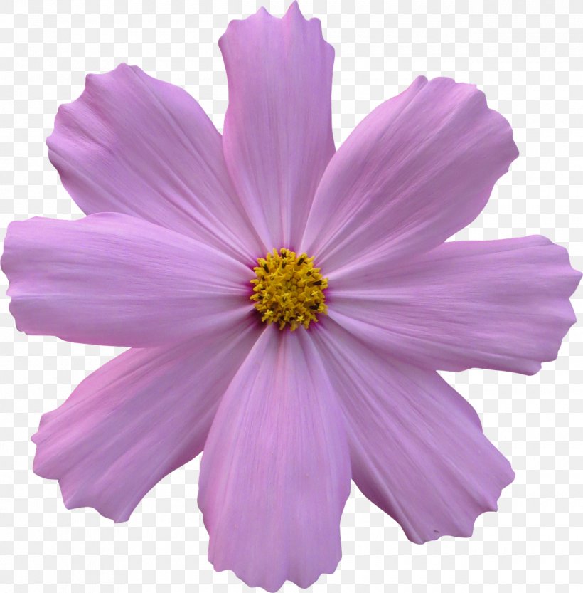 Flower Garden Rose Cosmos, PNG, 1260x1280px, Flower, Annual Plant, Aster, Common Daisy, Cosmos Download Free