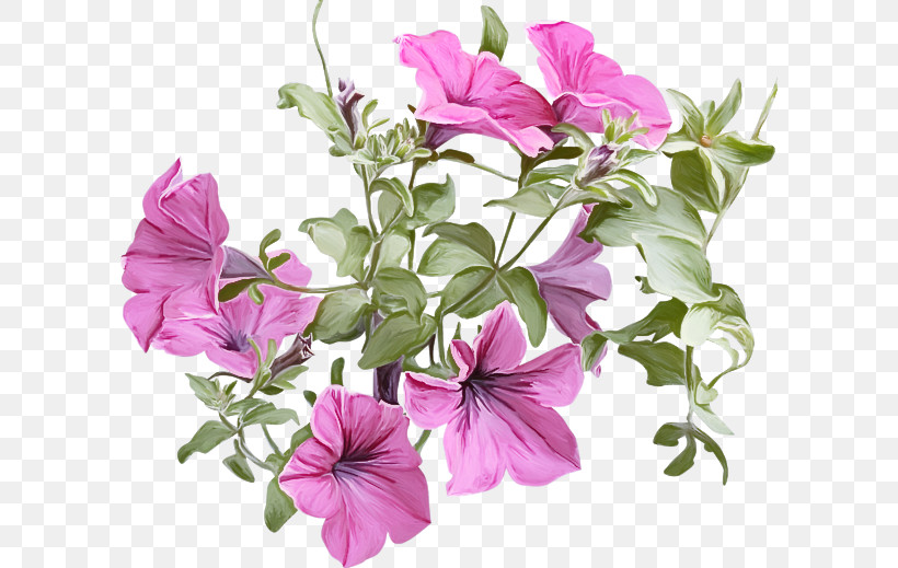 Flower Plant Petal Petunia Pink, PNG, 600x519px, Flower, Cut Flowers, Morning Glory, Morning Glory Family, Petal Download Free