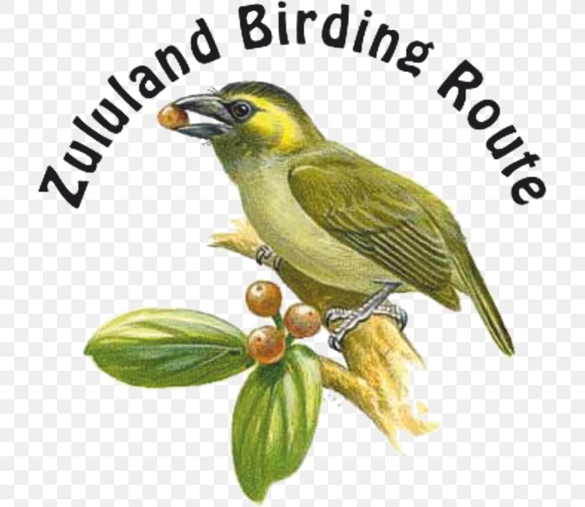 Golf View Lodge T-shirt Family Babanango Ulundi, PNG, 713x711px, Tshirt, Accommodation, Beak, Bird, Birdwatching Download Free
