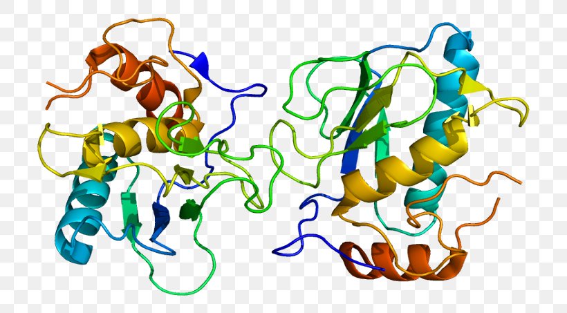 Matrix Metallopeptidase 13 Matrix Metalloproteinase MMP2 IL1B, PNG, 762x453px, Matrix Metalloproteinase, Area, Artwork, Collagen, Collagenase Download Free