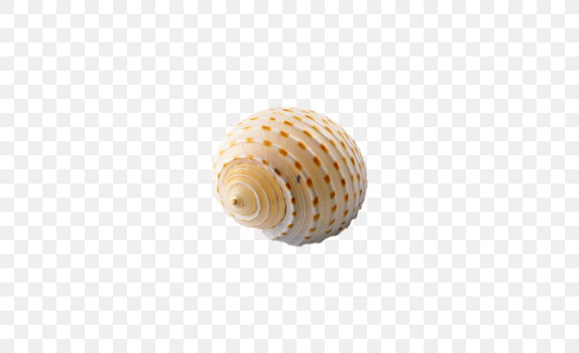 Seashell Clip Art, PNG, 500x500px, Seashell, Cockle, Computer Graphics, Conch, Conchology Download Free