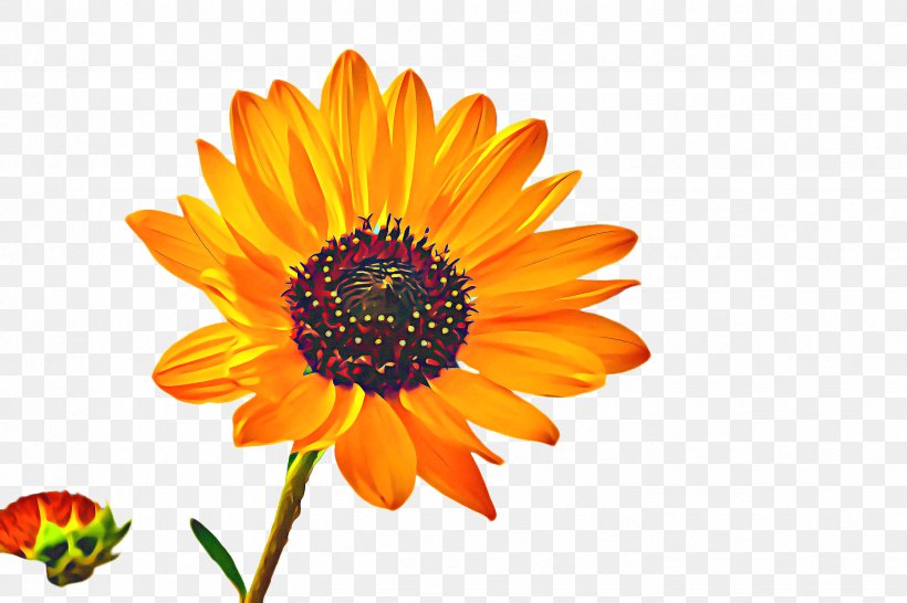 Spring Flowers, PNG, 2448x1632px, Sunflower, African Daisy, Annual Plant, Asterales, Barberton Daisy Download Free