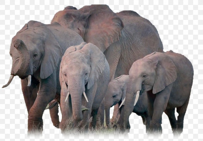 African Elephant Indian Elephant Herd, PNG, 1503x1044px, African Elephant, Animal, Asian Elephant, Elephant, Elephant Family Download Free