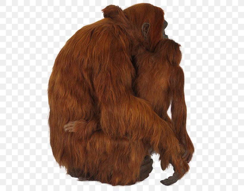 Orangutan ICO Icon, PNG, 640x640px, Orangutan, Animal, Ape, Fur, Great Ape Download Free