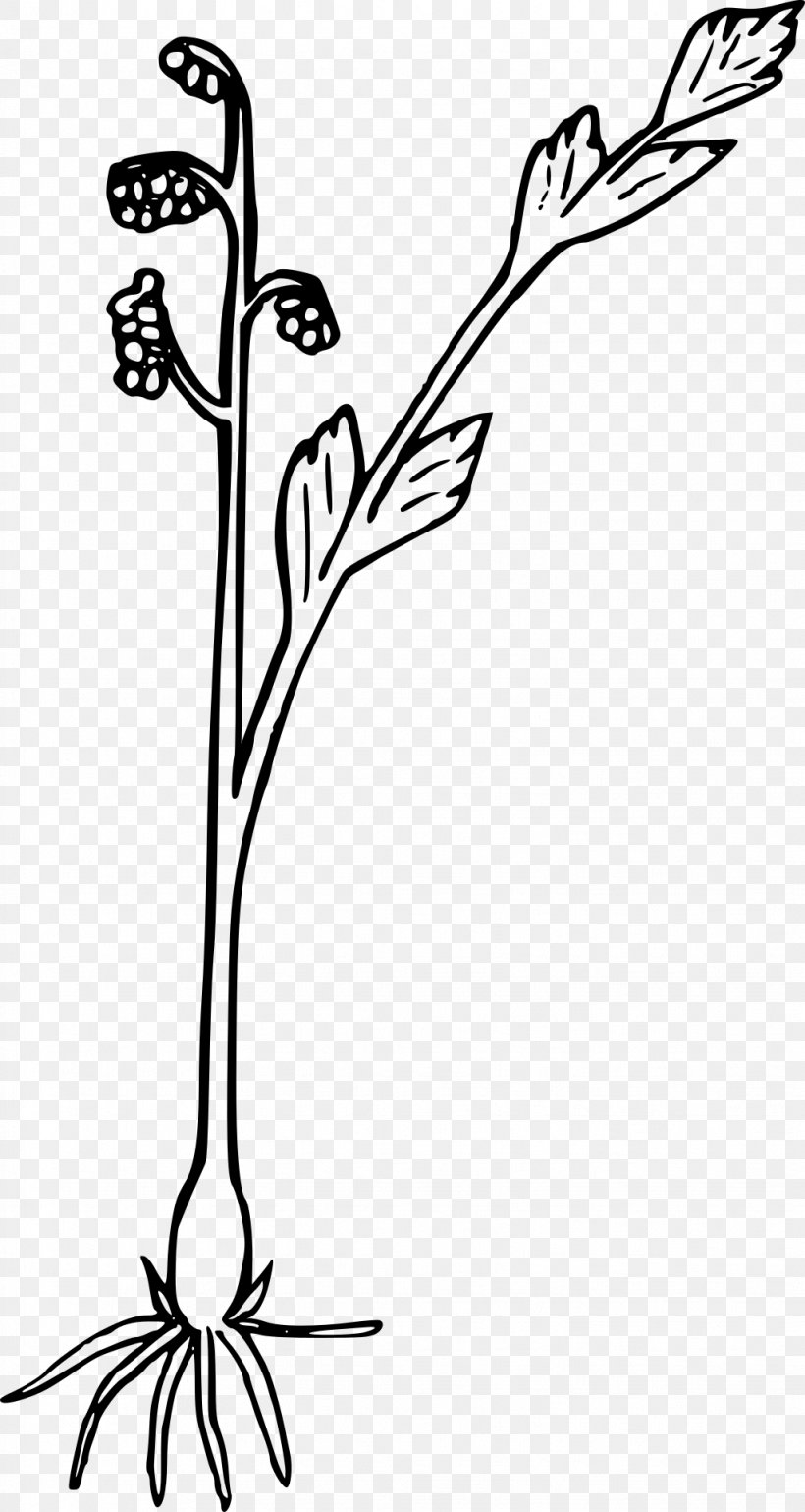Wildflower Fern Plant Clip Art, PNG, 1023x1920px, Flower, Black And White, Branch, Bud, Drawing Download Free