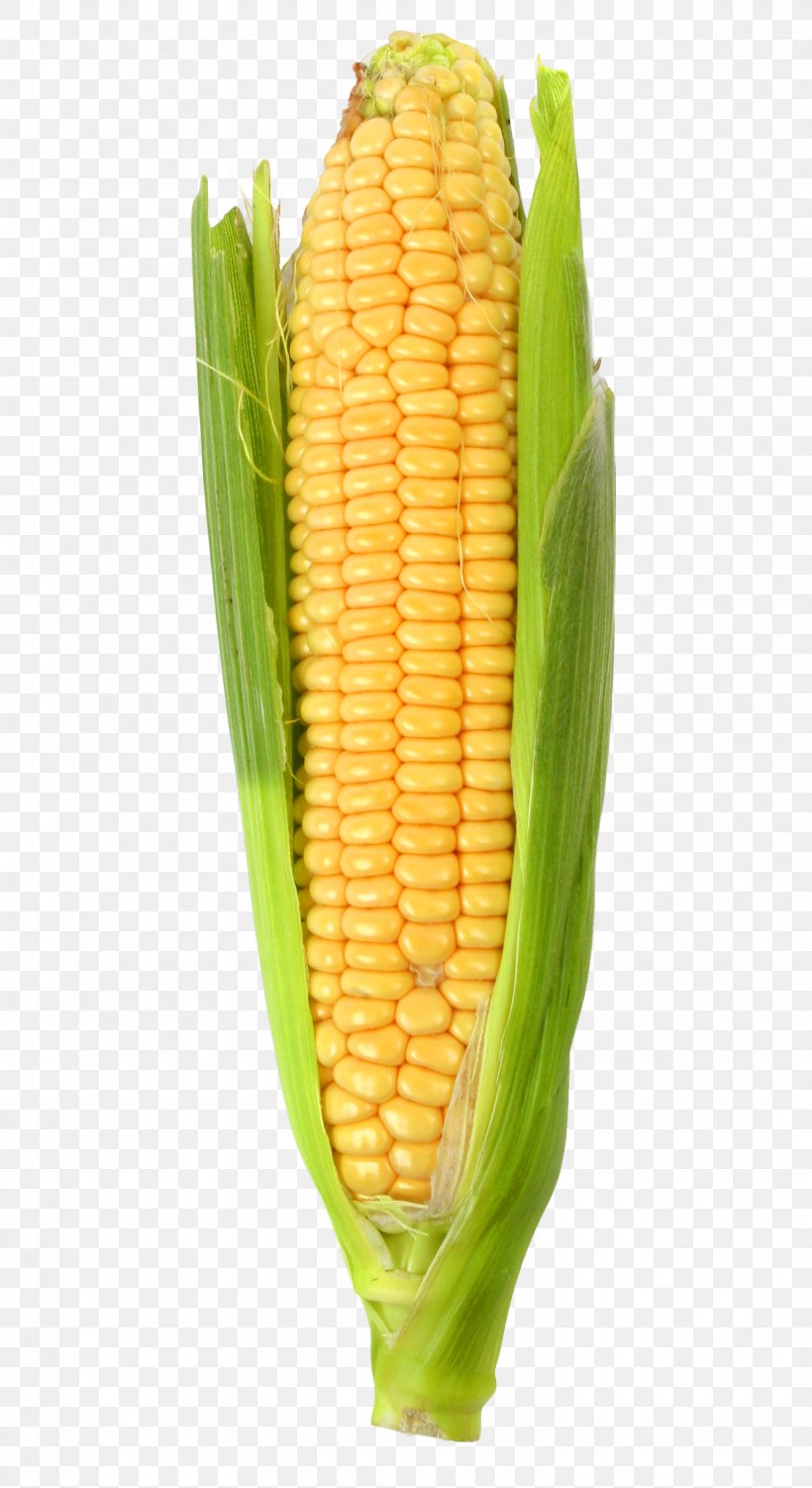 Corn On The Cob Maize Plank Road Market, PNG, 1532x2808px, Corn On The Cob, Autodesk, Commodity, Corn Kernel, Corn Kernels Download Free