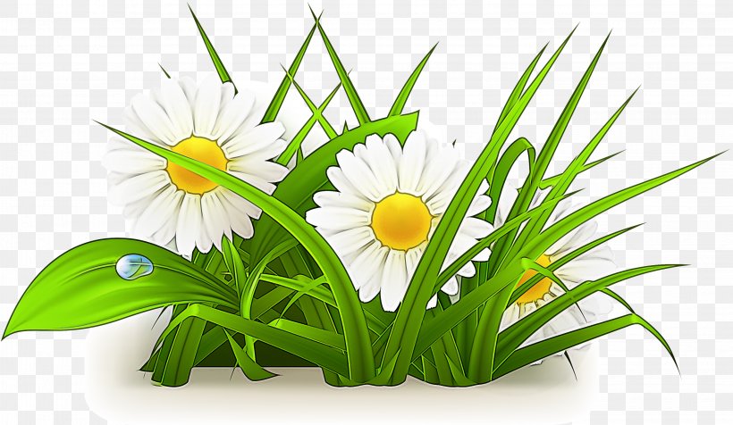 Flower Plant Grass Chamomile Flowering Plant, PNG, 3055x1776px, Flower, Camomile, Chamomile, Flowering Plant, Grass Download Free
