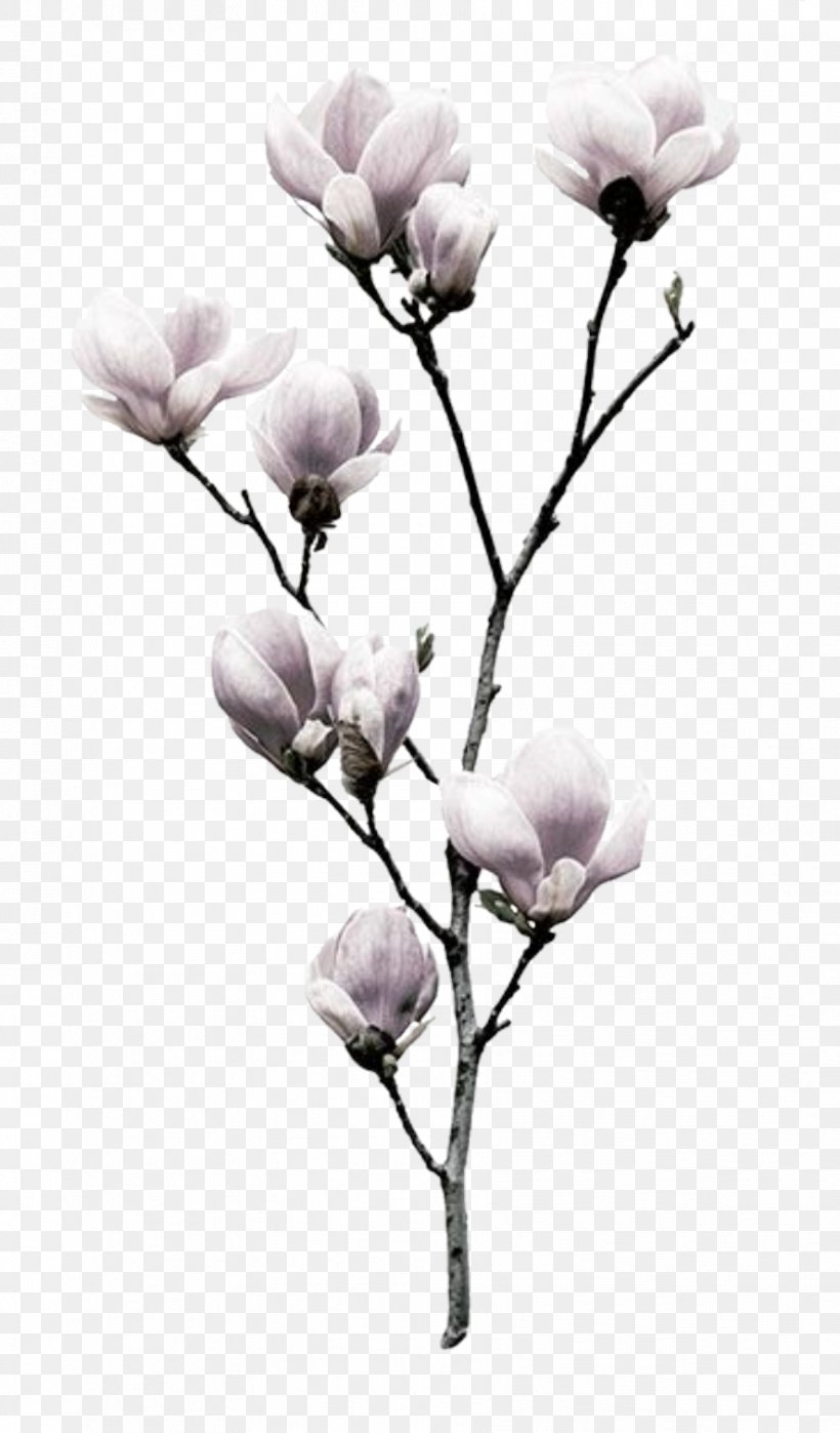 Flower Southern Magnolia Nelumbo Nucifera Magnolia Liliiflora Printing, PNG, 887x1512px, Flower, Blossom, Branch, Bud, Cut Flowers Download Free