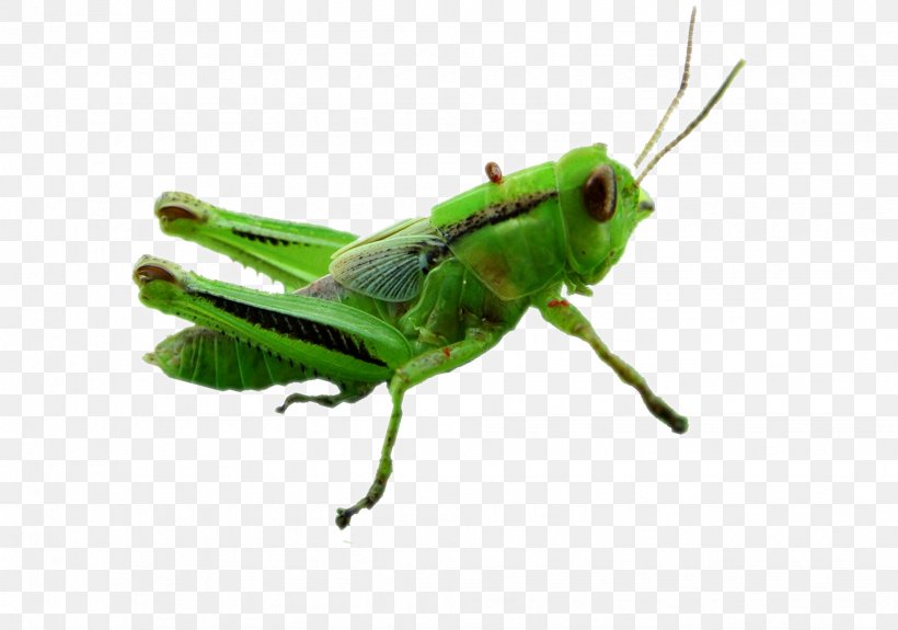 Grasshopper Insect Caelifera, PNG, 1939x1362px, Grasshopper, Animal, Arthropod, Caelifera, Cricket Download Free