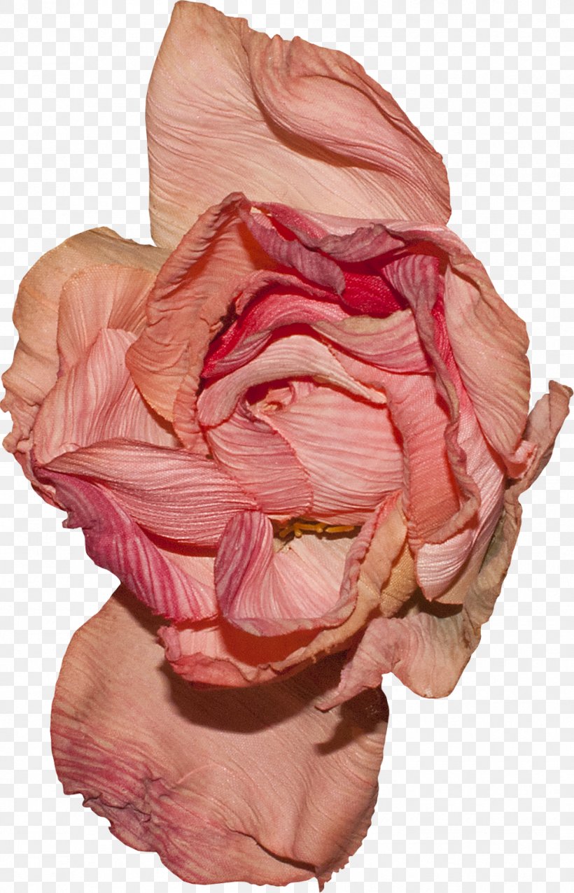 Flower Garden Roses Petal Pink, PNG, 992x1544px, Watercolor, Cartoon, Flower, Frame, Heart Download Free