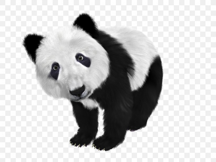 Giant Panda Bear Cuteness, PNG, 1280x960px, Giant Panda, Animal, Bear, Black And White, Carnivoran Download Free