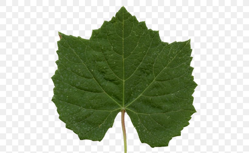 Grape Leaves Plant Pathology Grapevines Leaf, PNG, 512x505px, Grape Leaves, Family, Grapevine Family, Grapevines, Leaf Download Free