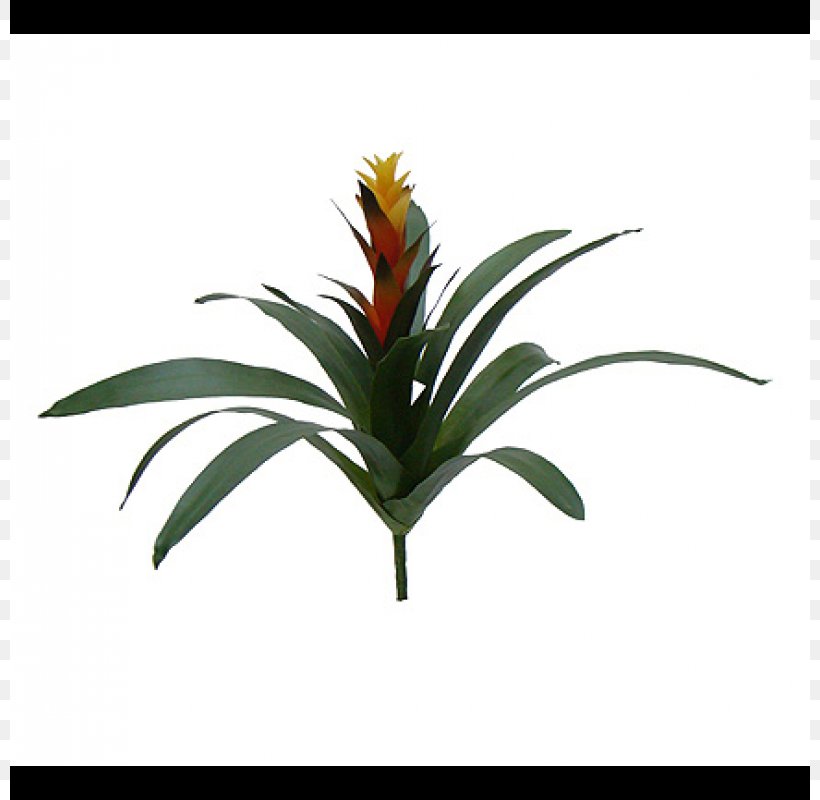 Guzmania Plant Flower Orchids Bromelia, PNG, 800x800px, Guzmania, Aechmea, Boat Orchid, Bromelia, Dracaena Download Free