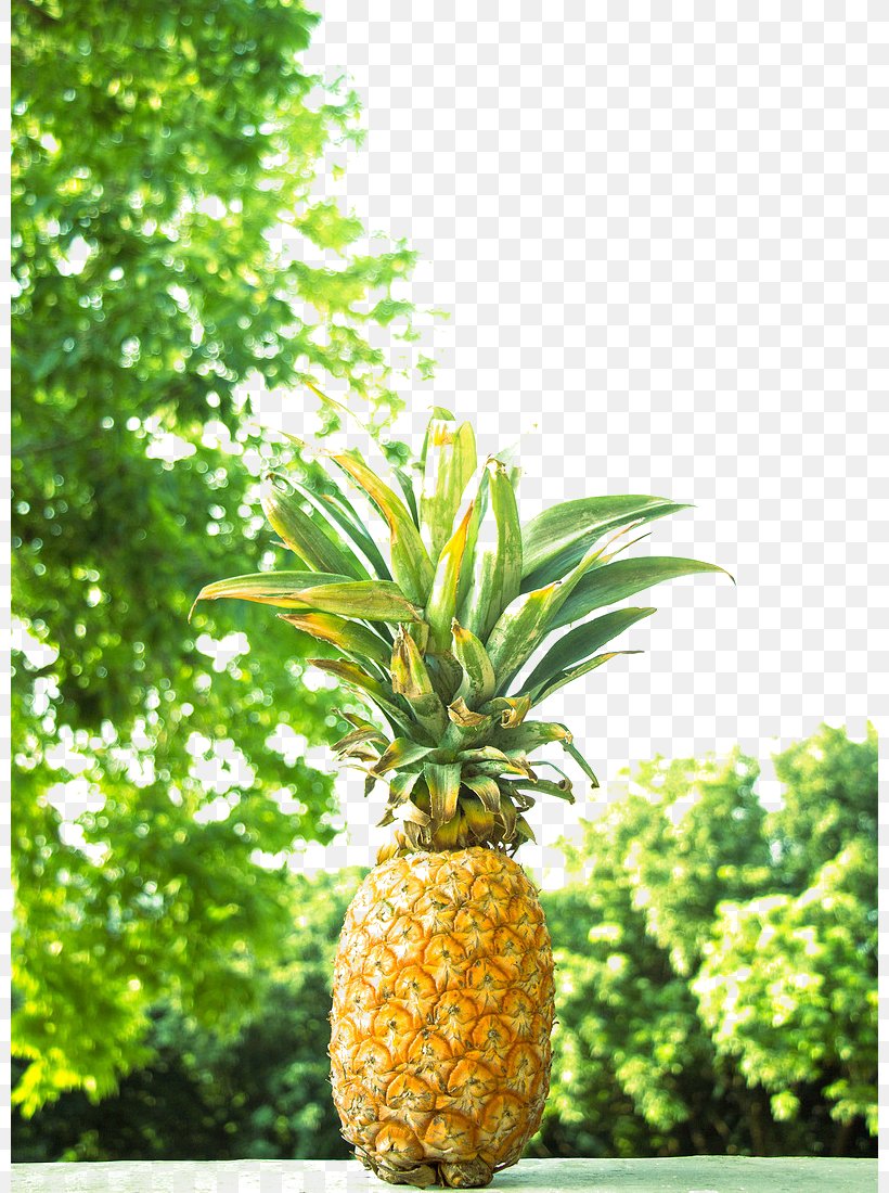 Pineapple Fruit, PNG, 800x1100px, Pineapple, Ananas, Auglis, Bromeliaceae, Flowerpot Download Free