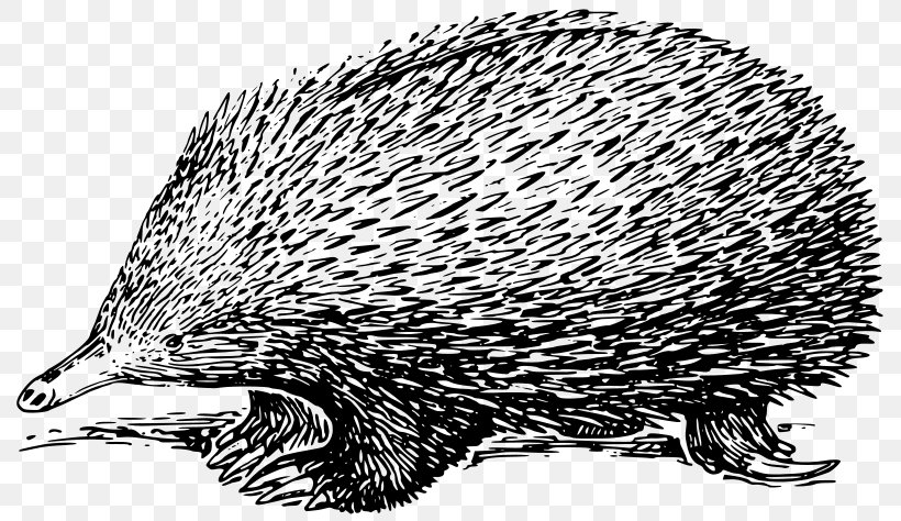Anteater Echidna Platypus Drawing, PNG, 800x474px, Anteater, Beak, Black And White, Carnivoran, Coloring Book Download Free