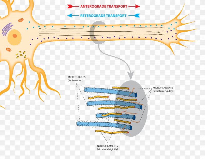 Axonal Transport Anterograde Amnesia Neurotransmitter Microtubule, PNG, 4792x3708px, Watercolor, Cartoon, Flower, Frame, Heart Download Free