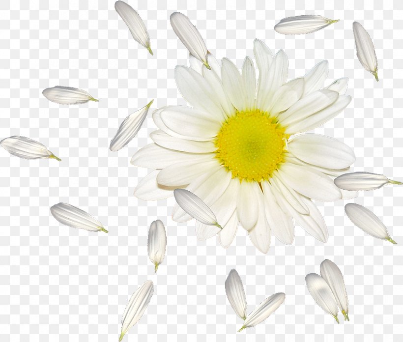 Common Daisy Oxeye Daisy Petal Flower, PNG, 849x721px, Common Daisy, Chrysanths, Cut Flowers, Daisies, Daisy Download Free