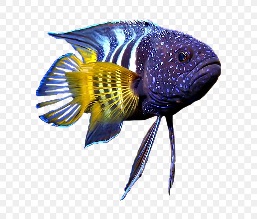 Hagfish Vertebrate Gill Coral Reef Fish, PNG, 700x700px, Fish, Aquatic Animal, Coral Reef Fish, Discus, Electric Blue Download Free