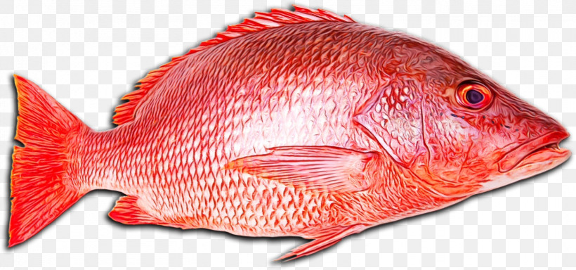 Northern Red Snapper Snappers Fish Products Fish Tilapia, PNG, 1568x736px, Watercolor, Barramundi, Batoids, Fish, Fish Fillet Download Free