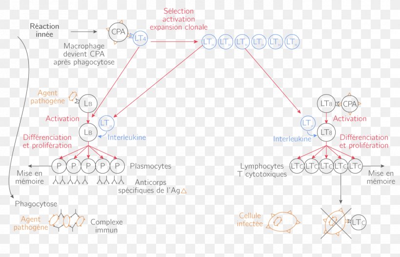 Product Design Line Angle Diagram, PNG, 1400x900px, Diagram, Area, Text Download Free