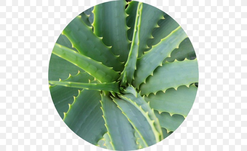 Aloe Vera Gel Medicinal Plants Cape Aloe, PNG, 500x500px, Aloe Vera, Agave, Aloe, Aloes, Candelabra Aloe Download Free