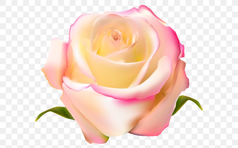 Garden Roses Centifolia Roses Floribunda Pink, PNG, 600x509px, Garden Roses, Blue Rose, Centifolia Roses, China Rose, Close Up Download Free