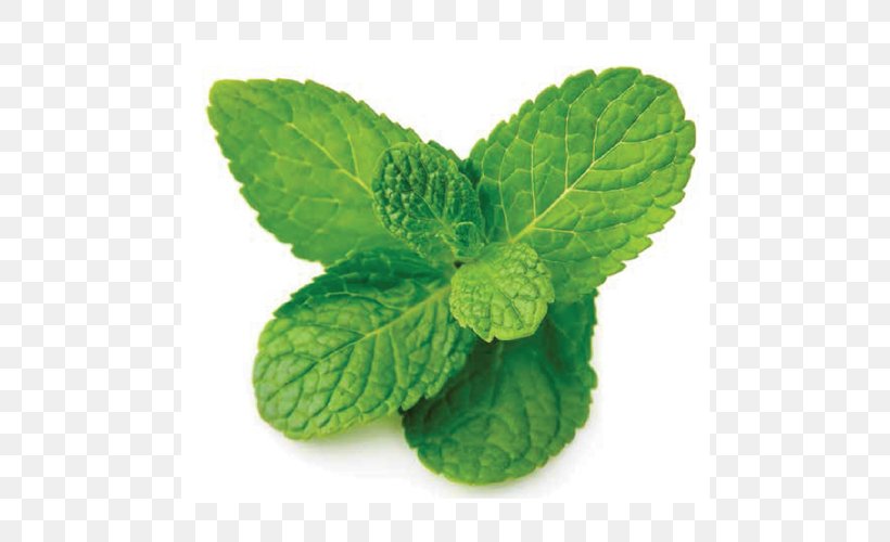 Peppermint Mentha Spicata Menthol Herb Vas-y Guitare, PNG, 500x500px, Peppermint, Basil, Herb, Herbaceous Plant, Herbalism Download Free