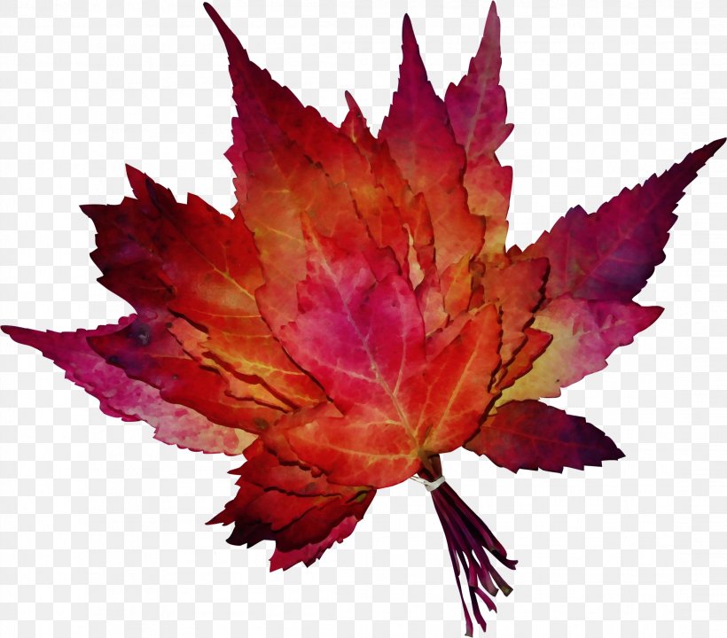 Red Maple Tree, PNG, 2192x1927px, Watercolor, Annual Plant, Autumn, Flower, Hair Download Free
