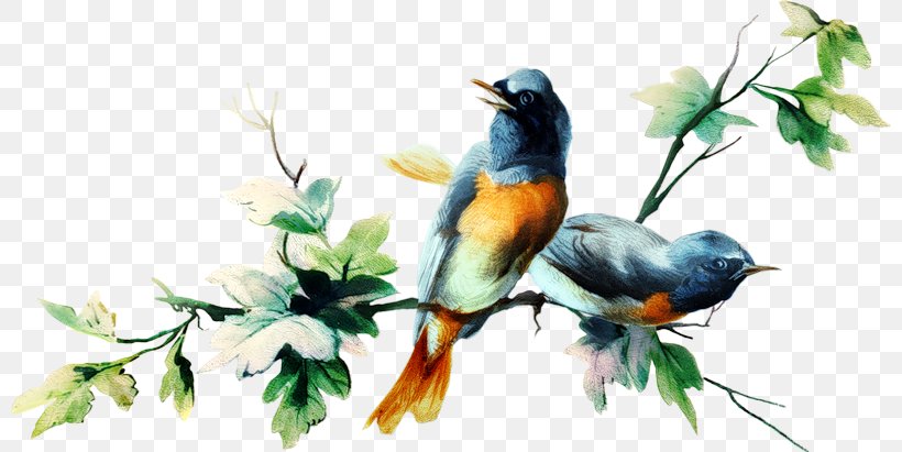 Bird Clip Art, PNG, 800x411px, Bird, Art, Beak, Bluebird, Branch Download Free