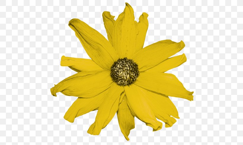 Common Sunflower Petal Cut Flowers Yellow, PNG, 500x489px, Common Sunflower, Chrysanthemum, Chrysanths, Color, Cut Flowers Download Free