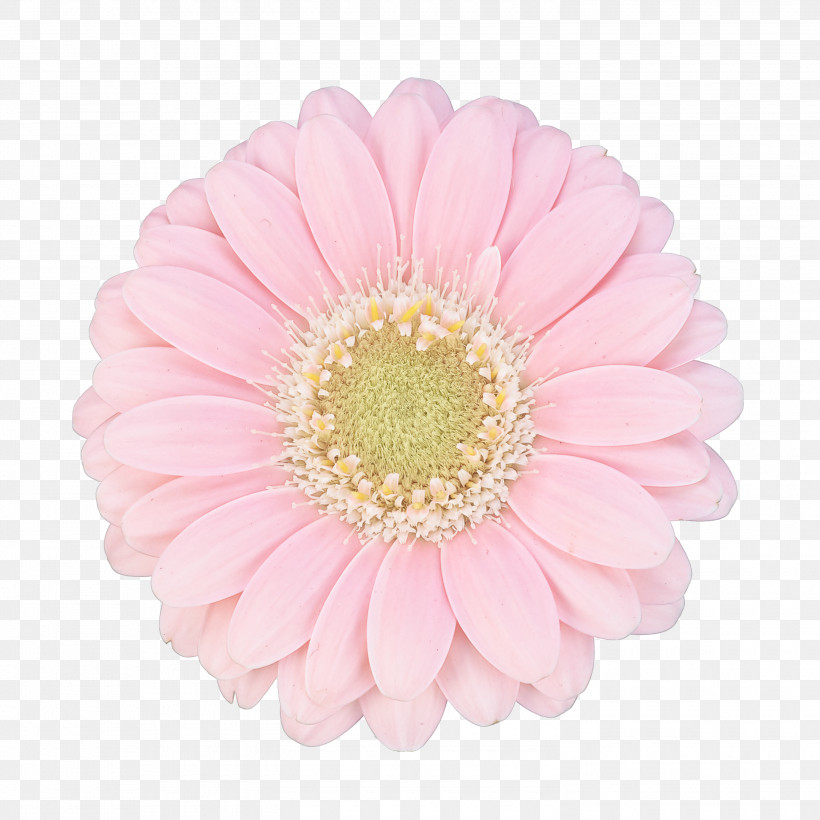Flower Barberton Daisy Gerbera Pink Petal, PNG, 3000x3000px, Flower, Barberton Daisy, Cut Flowers, Daisy Family, Gerbera Download Free